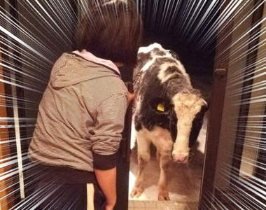 不虧是北海道《開門驚見意外訪客》原來廣告說家裡家裡跑出一頭牛是真的ww