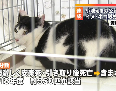 《養寵物比買寵物貴》反對安樂死發言惹議 前寵物店員呼籲沒錢買更不該收養……