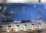 日本水族館《壽司料特展》把海中生物和做成壽司後的樣子一起展出... 日本水族館《壽司料特展》把海中生物和做成壽司後的樣子一起展出...