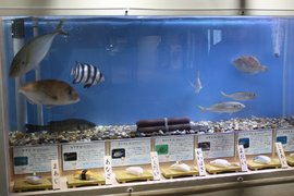 日本水族館《壽司料特展》把海中生物和做成壽司後的樣子一起展出... 日本水族館《壽司料特展》把海中生物和做成壽司後的樣子一起展出...