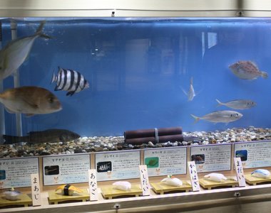 日本水族館《壽司料特展》把海中生物和做成壽司後的樣子一起展出...