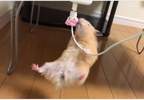 《爬充電線的倉鼠》明年倉鼠奧運或許可以考慮列入競技項目之一ww