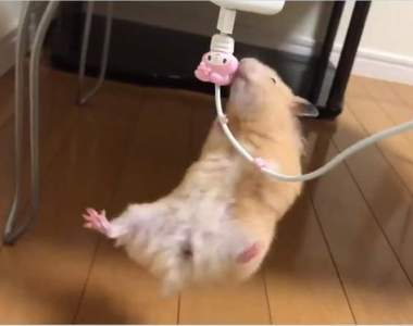 《爬充電線的倉鼠》明年倉鼠奧運或許可以考慮列入競技項目之一ww
