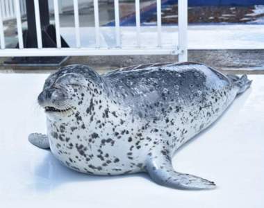 【啪啪啪】療癒特輯《狂拍肚皮的海豹》%%%%%%%我可以聽一整天都不覺得膩XD