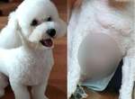 《有六塊肌的狗》以為毛小孩很胖帶去剃毛才發現是六塊肌猛狗阿w 《有六塊肌的狗》以為毛小孩很胖帶去剃毛才發現是六塊肌猛狗阿w