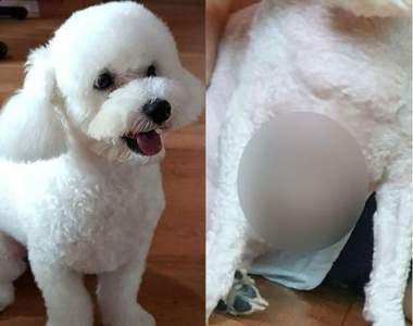 《有六塊肌的狗》以為毛小孩很胖帶去剃毛才發現是六塊肌猛狗阿w