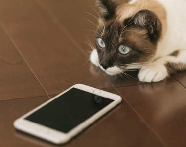 《養貓之後的手機下場》不只貓奴，狗痴也超有同感的共同症狀ww