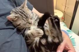 慢慢我會想睡...《貓的催眠術》第一次看到被自己尾巴催眠的貓咪ww