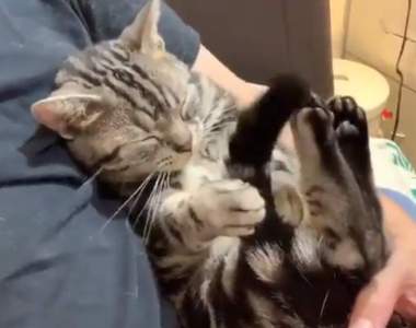 慢慢我會想睡...《貓的催眠術》第一次看到被自己尾巴催眠的貓咪ww