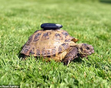 這超勵志《永不放棄逃跑的烏龜》時速60公尺仍以龜速爬往自由