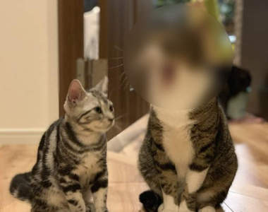 感染力極強的《貓咪哈欠照》看著看著就忍不住打哈欠了呢~(哈欠)