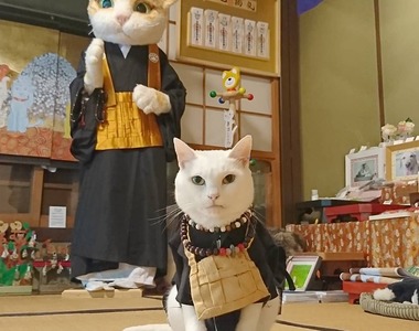 京都《貓貓寺》不只有貓住持的迎接,還有可愛貓甜點的寺廟型主題樂園(?)