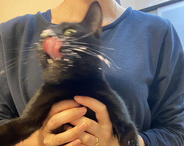 《貓的聖誕節》不但只想破壞聖誕樹，連寵物蛋糕最後也是這種下場......