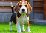 護國神犬《米格魯》比人類靈敏超過10000倍的神之嗅覺!美國研究:97%準確率聞出癌細胞 護國神犬《米格魯》比人類靈敏超過10000倍的神之嗅覺!美國研究:97%準確率聞出癌細胞