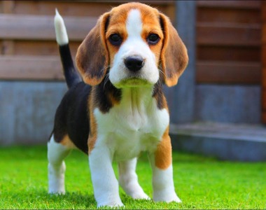 護國神犬《米格魯》比人類靈敏超過10000倍的神之嗅覺!美國研究:97%準確率聞出癌細胞