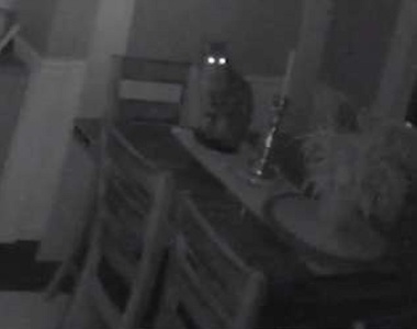 《家裡有不速之客出沒》每晚來報到 家裡阿貓阿狗都當作沒看到w