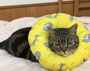 插畫家描繪《受傷戴了頸圈的貓漫畫》好像游泳圈(^･ｪ･^)喵星人表情有點無奈