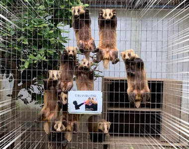 《等待放飯的日本獾》餵食時間還沒到就開始對飼育員施壓的模樣引發瘋傳