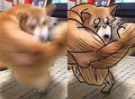 看了回不去《柴犬錯覺照片》一隻正咬自己尾巴轉圈的柴被看成超級肌肉柴? 看了回不去《柴犬錯覺照片》一隻正咬自己尾巴轉圈的柴被看成超級肌肉柴?
