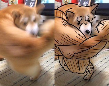 看了回不去《柴犬錯覺照片》一隻正咬自己尾巴轉圈的柴被看成超級肌肉柴?
