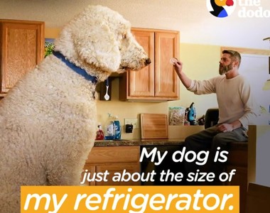 比人還要高《巨人的狗》真的存在？這隻影片讓人看傻眼了~