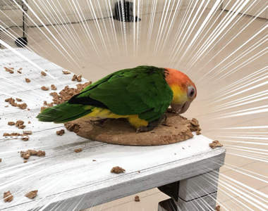 寵物的藝術魂《職人鸚鵡》被咬爛的鍋墊最後竟然變成超有型杯墊!?