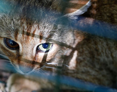 科西嘉島發現新種《貓狐》有貓的敏捷又有狐狸的兇狠