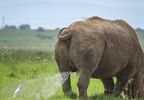 2019《搞笑野生動物攝影獎》決賽作品 你的一天有這隻鳥慘嗎？ 