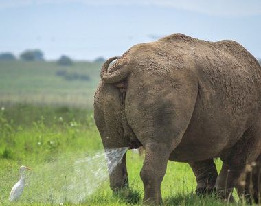 2019《搞笑野生動物攝影獎》決賽作品 你的一天有這隻鳥慘嗎？ 