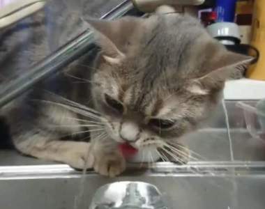 都是水龍頭的錯《不擅喝水的貓咪》水沒喝到幾口倒是洗了一個頭ww