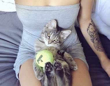 《貓的男友力》讓網友驚嘆貼心到不行的喵星人