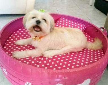 《輪胎寵物床》巴西少年將廢棄輪胎加工的商品有愛又環保