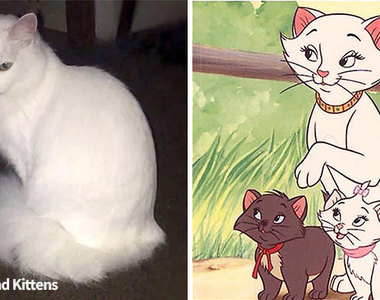 辛苦貓媽媽《生下三種花色小貓》跟「貓兒歷險記」一模模一樣樣cos還原度100%