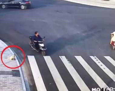 網路爆讚《遵守交通規則的狗》與一旁出車禍的行人產生強烈對比