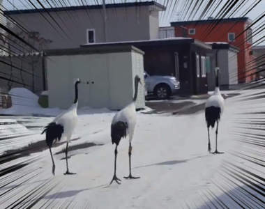 北海道《路上驚見鶴散步》難道是在尋找要去報恩的人家?(誤w)