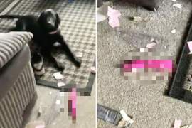 飼主代收鄰居包裹結果《包裹被狗咬壞》狗狗咬出「這個」讓飼主好害羞 飼主代收鄰居包裹結果《包裹被狗咬壞》狗狗咬出「這個」讓飼主好害羞