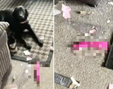 飼主代收鄰居包裹結果《包裹被狗咬壞》狗狗咬出「這個」讓飼主好害羞