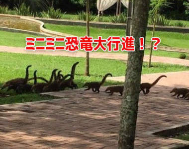 侏儸紀世界4不4《容易讓人看錯的畫面》差一點以為是一群恐龍從眼前經過呢