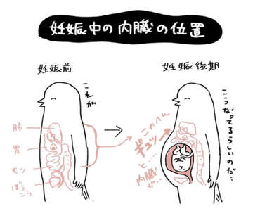 《孕婦的內臟位置》一張圖秒懂懷孕前後身體內部的變化有多大...