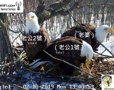 奇妙大自然《兩隻公老鷹一起養家》這故事跟鄉土八點檔一樣好看