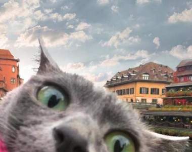 這畫面既視感好強《貓咪出遊照》貓老大拍照的方式跟爸爸媽媽好像耶...