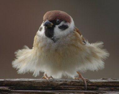 生態攝影師拍攝到《跳舞的麻雀》讓人想唱「裙擺搖搖～像隻小鳥」♫
