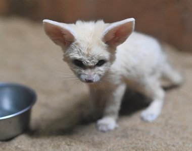 我看到天使了嗎?《耳廓狐寶寶》生後一個月的小生命,可愛到手機也一起融化(?)