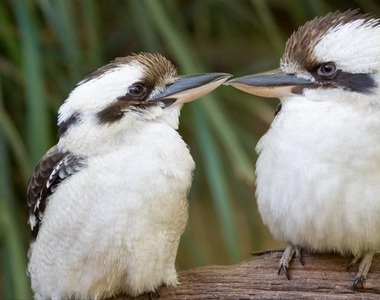《鳥在電線上%%%的結果》太激情結果把自己電死了...