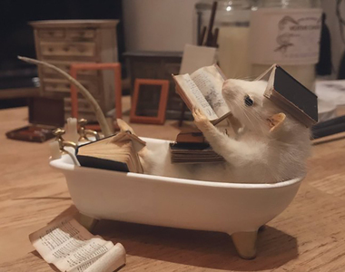 《可愛動物標本挨罵》藝術家製作老鼠標本被罵心理變態 澄清絕對沒有活剝寵物皮……