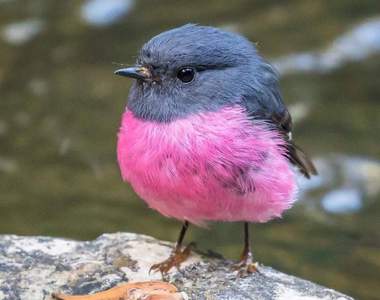 配色超美的《粉紅鴝鶲》彷彿不是真實存在的可愛小鳥引發推特瘋傳...