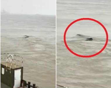 都市傳說再現?《長江裡的神秘生物》江中的巨型長條生物到底是什麼?