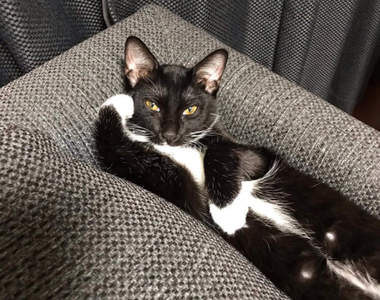 裡面有住人嗎？《霸氣貓》奴才啊～還不去幫我鏟屎（托腮）