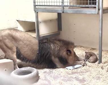 萬獸之王的溫柔《第一次看到孩子的獅子》見到兒子的瞬間忍不住翹高屁股跟孩子一起玩w
