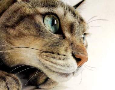 推友精心繪製《幾乎逼近照片的貓咪色鉛筆畫》揉揉眼我有沒有看錯Σ(・口・)沒看錯這是畫出來的